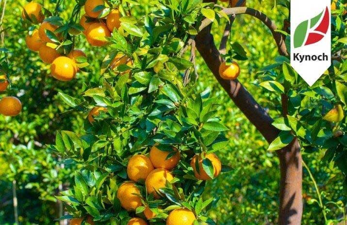 Fertiliser for Orchards