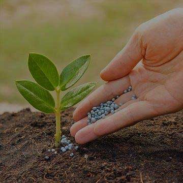 Fertiliser for Orchards