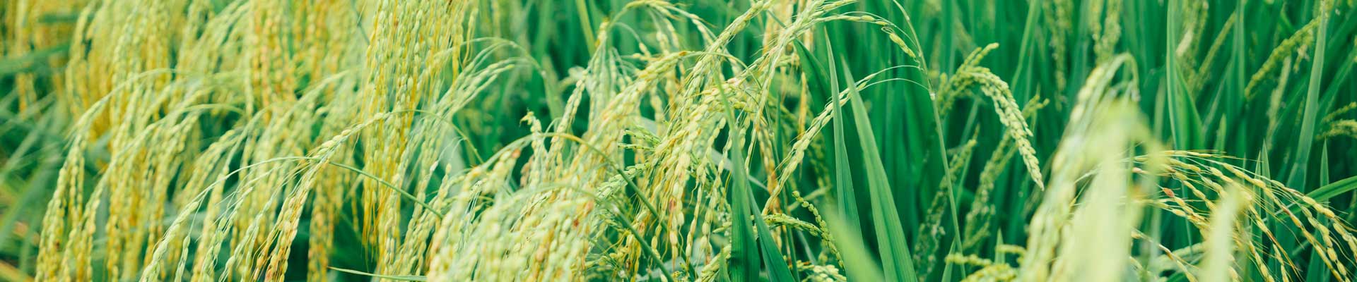 fertiliser for rice crops