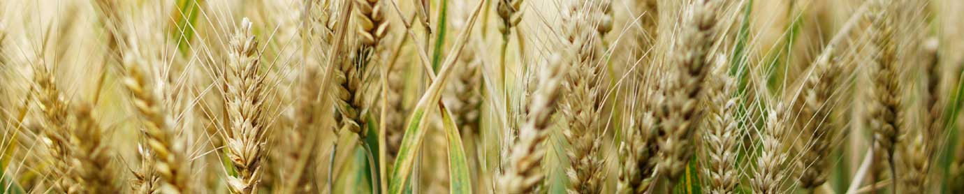 Fertiliser for Wheat