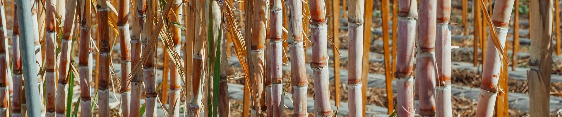 Fertiliser for Sugar Cane